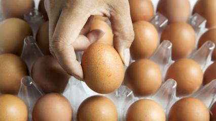 Conseils pratiques pour conserver les œufs au frais